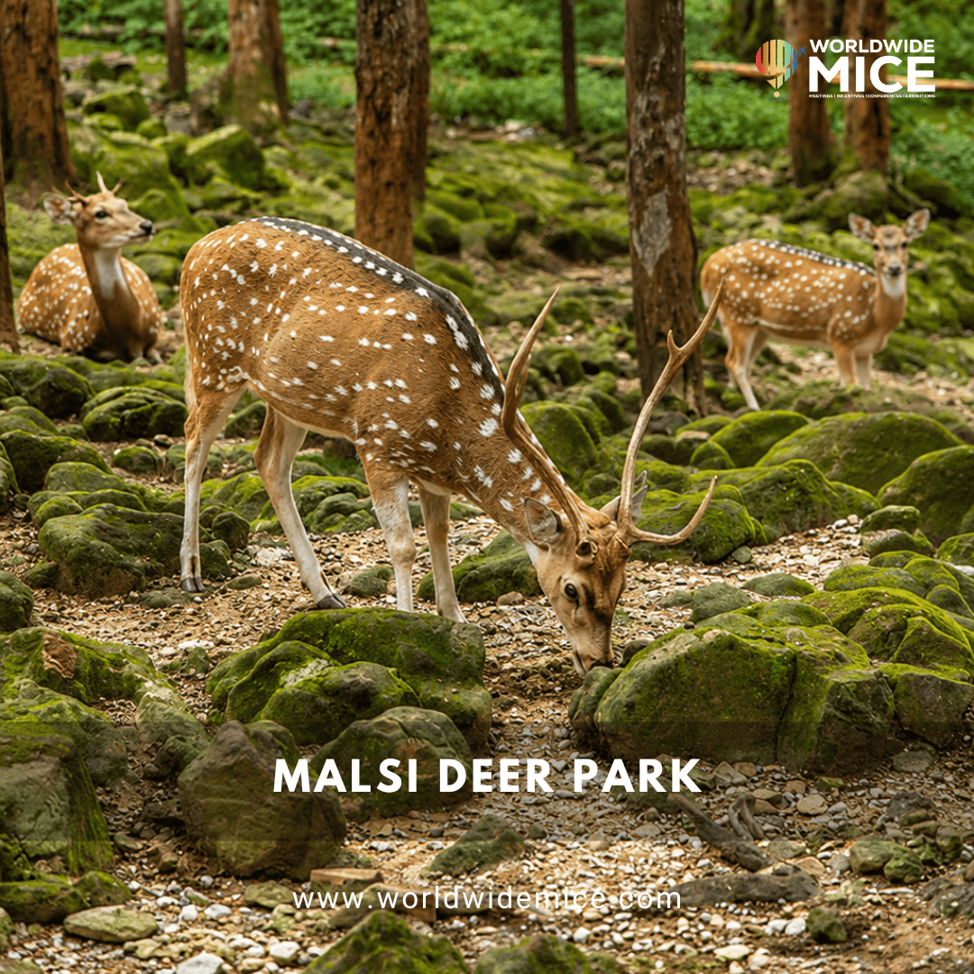 Malsi Deer Park